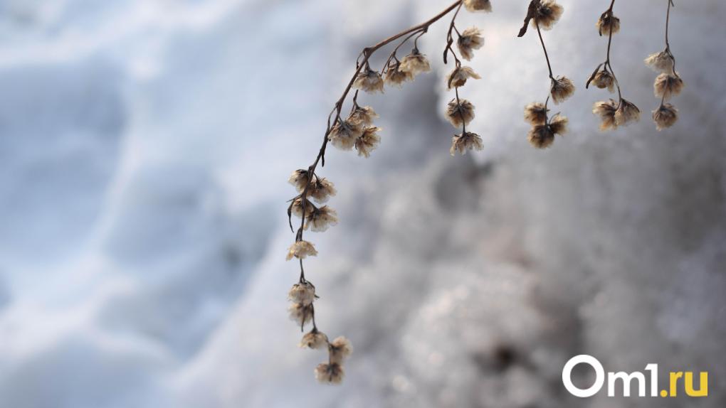 Зимняя сказка в Новосибирской области: куда поехать за незабываемыми пейзажами
