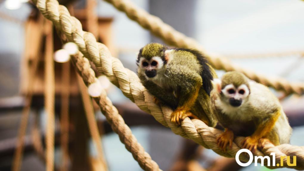 В Новосибирском зоопарке пополнение: у яванских лангуров и восточных колобусов родились малыши