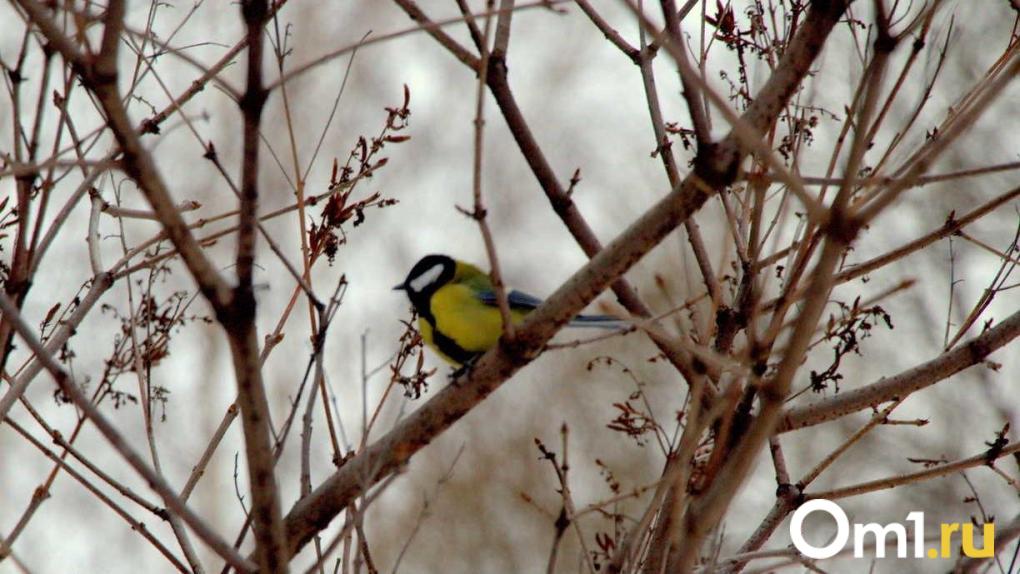 20-градусный скачок: погода в Омской области удивит перепадами