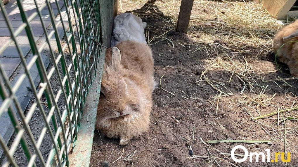 С колбасным цехом и помещением для кроликов: под Омском продают базу отдыха