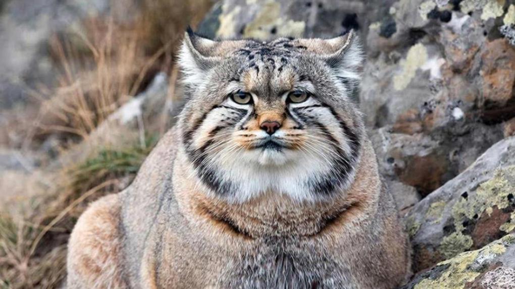 Активность и здоровый аппетит: как проходит адаптация манулов-подростков в новосибирском зоопарке