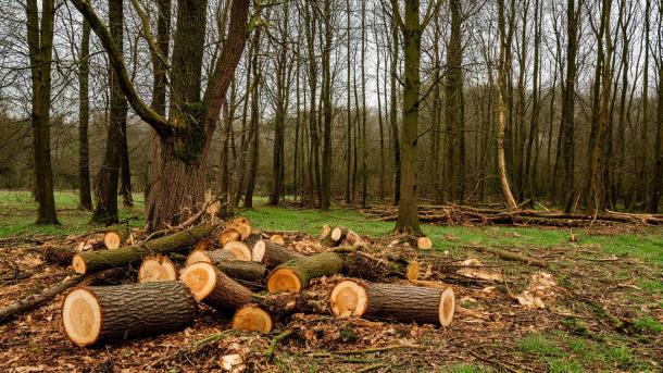 Жёсткие санкции за самовольный спил: садоводам грозят штрафы до полумиллиона рублей