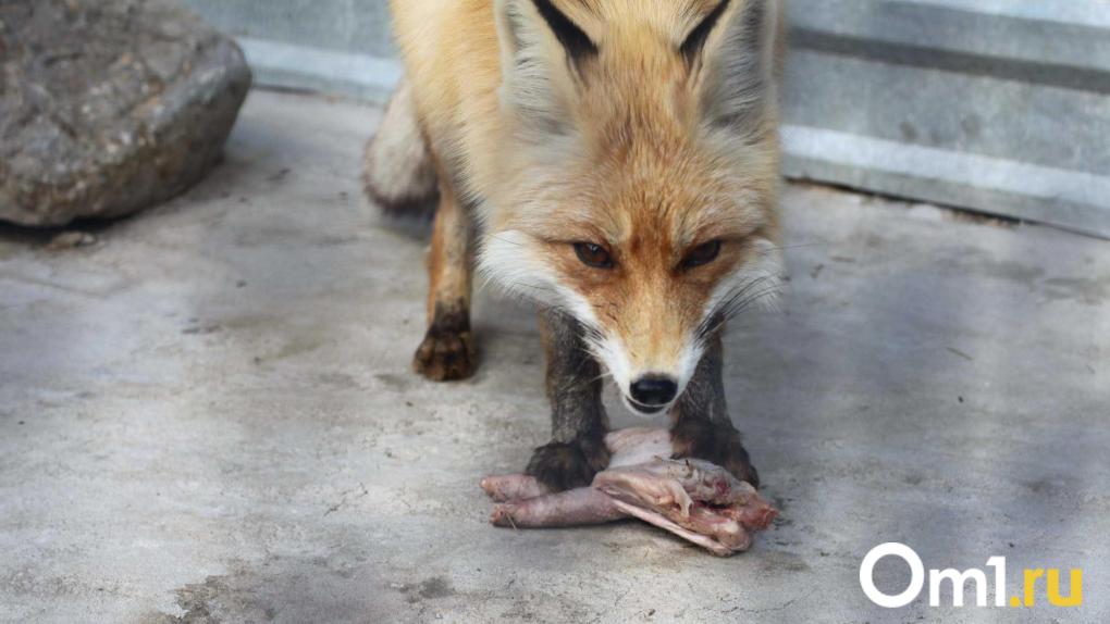 В Омской области на девушку напала лиса
