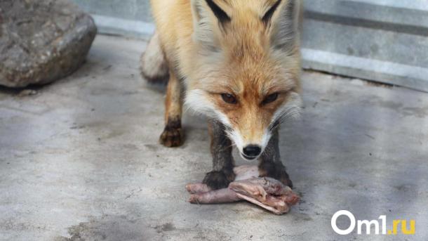 В Омской области на девушку напала лиса