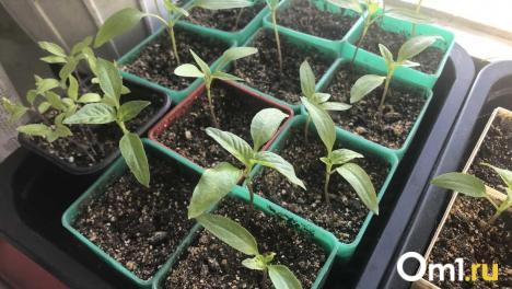 Впервые за год в Омской области нашли вредителя, поражающего 600 видов растений