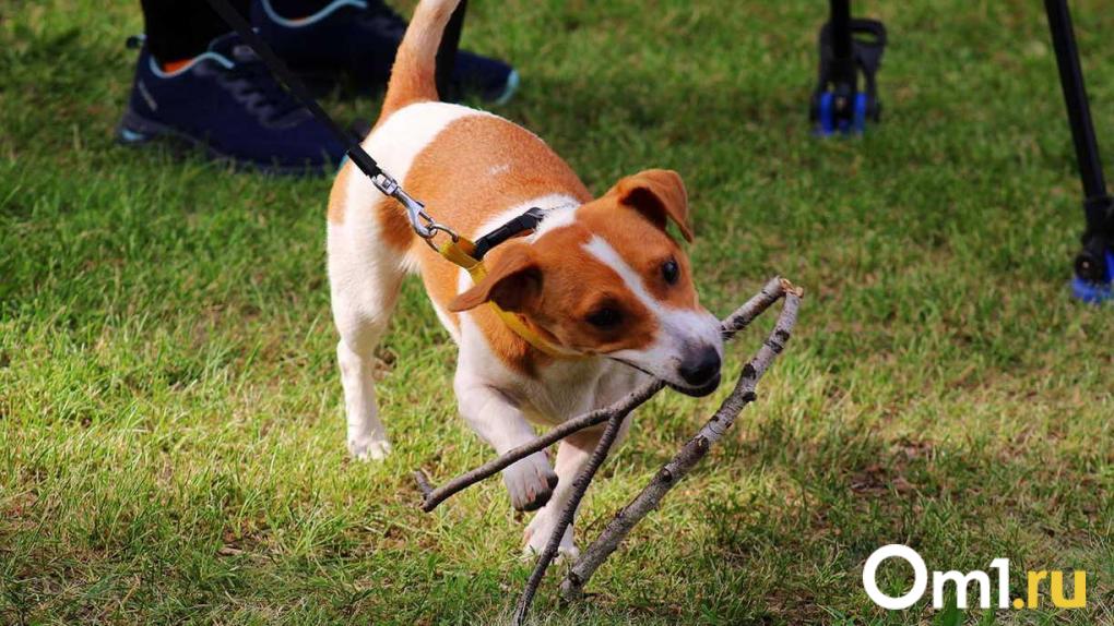 Администрация Омска выплатит компенсацию за укус ребёнка безнадзорной собакой