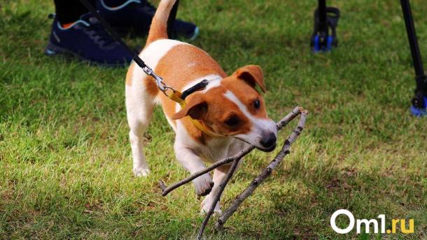 Администрация Омска выплатит компенсацию за укус ребёнка безнадзорной собакой