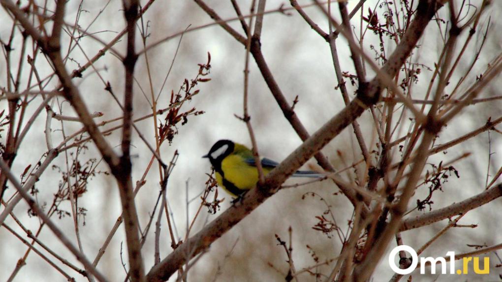 Магнитная буря уровня G1 ожидается в Омской области 26 ноября