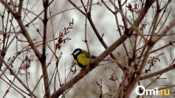 Магнитная буря уровня G1 ожидается в Омской области 26 ноября