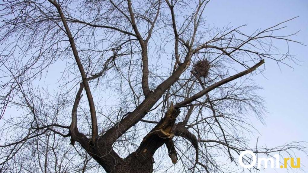 В Омской области снизилось количество незаконных вырубок леса в 2025 году