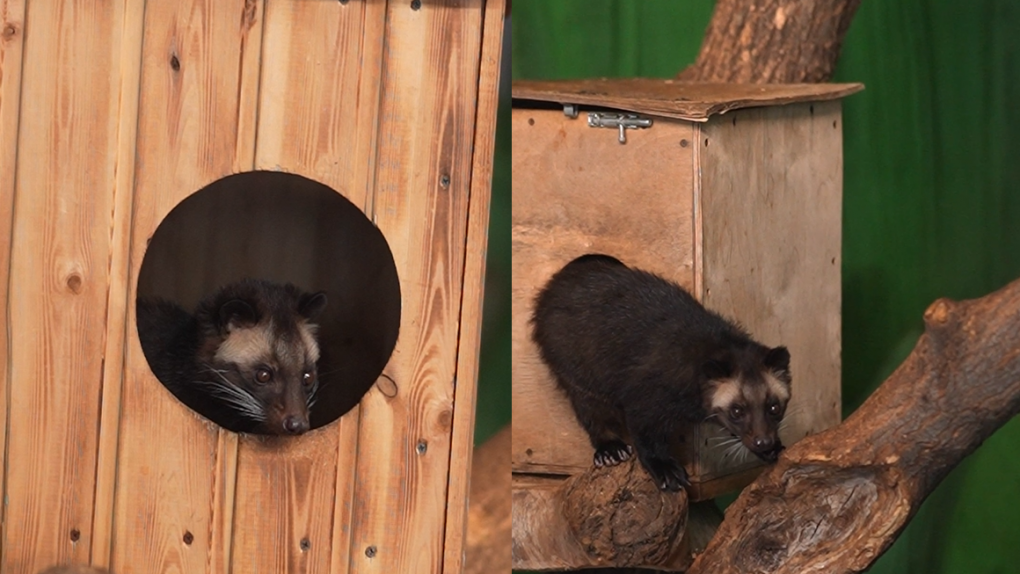Первые в России: в Новосибирском зоопарке родились детёныши масковой пальмовой циветты