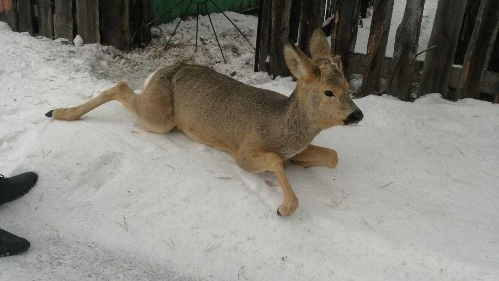 Косуля застряла в заборе под Новосибирском — спасатели пришли на помощь