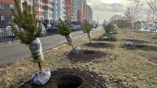 В Ленинском округе Омска в ближайшие дни появятся 100 молодых саженцев