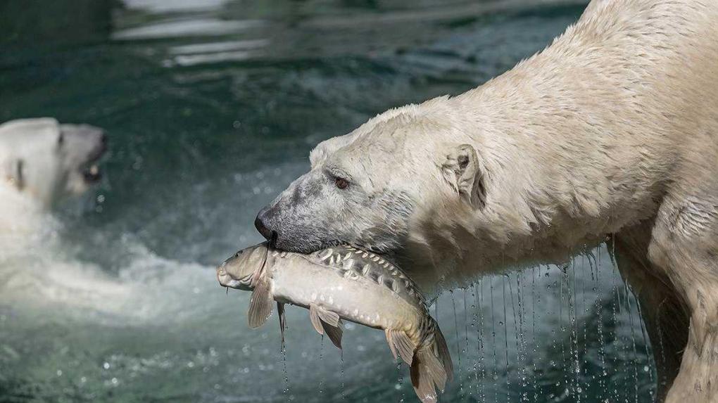 Белому медведю Каю из Новосибирского зоопарка исполнилось 18 лет