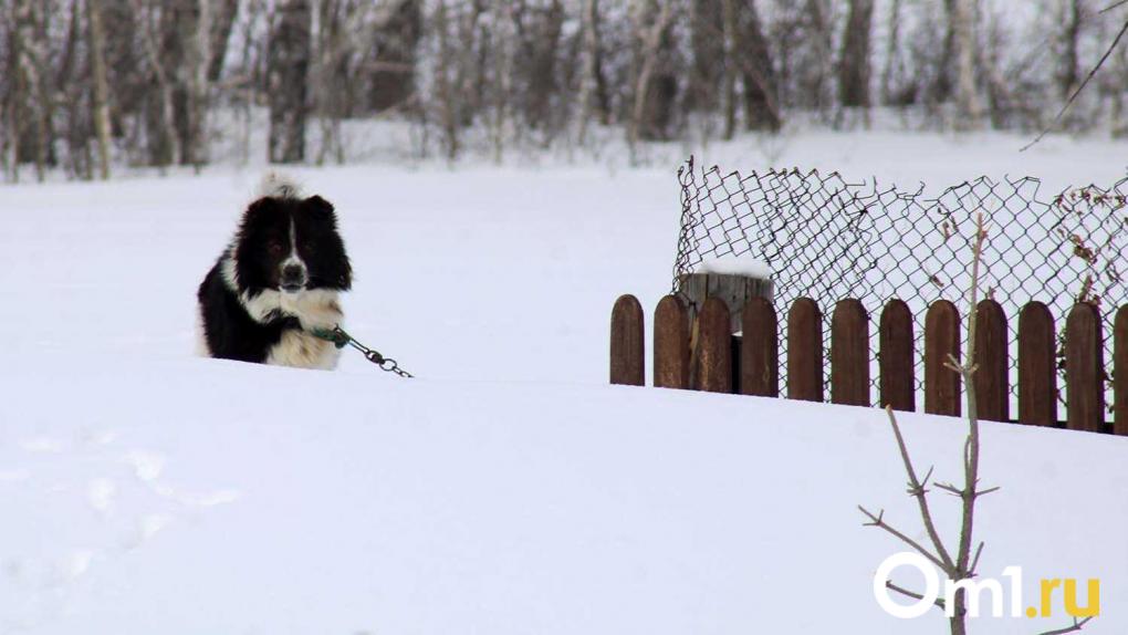 В Новосибирске насчитали 28 тысяч бездомных животных