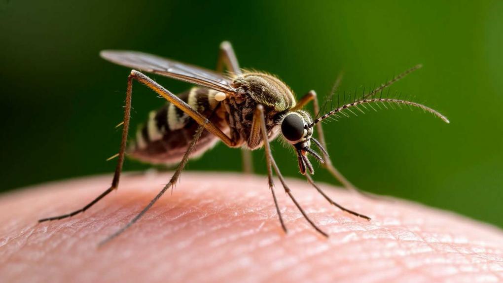 В Новосибирские Роспотребнадзор зарегистрировал тест-систему для диагностики лихорадки чикунгунья