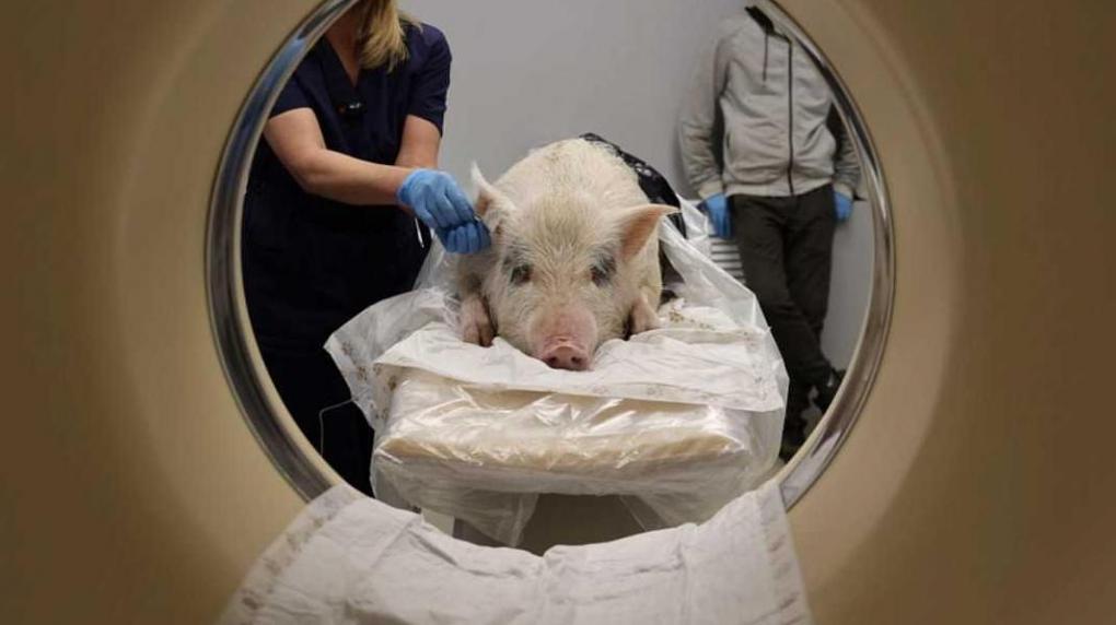 Ученые впервые провели томографию сердца мини-пигов в Новосибирске