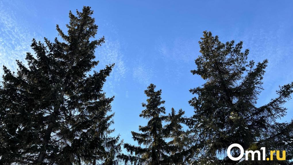 В Омской области стартовала заготовка новогодних ёлок