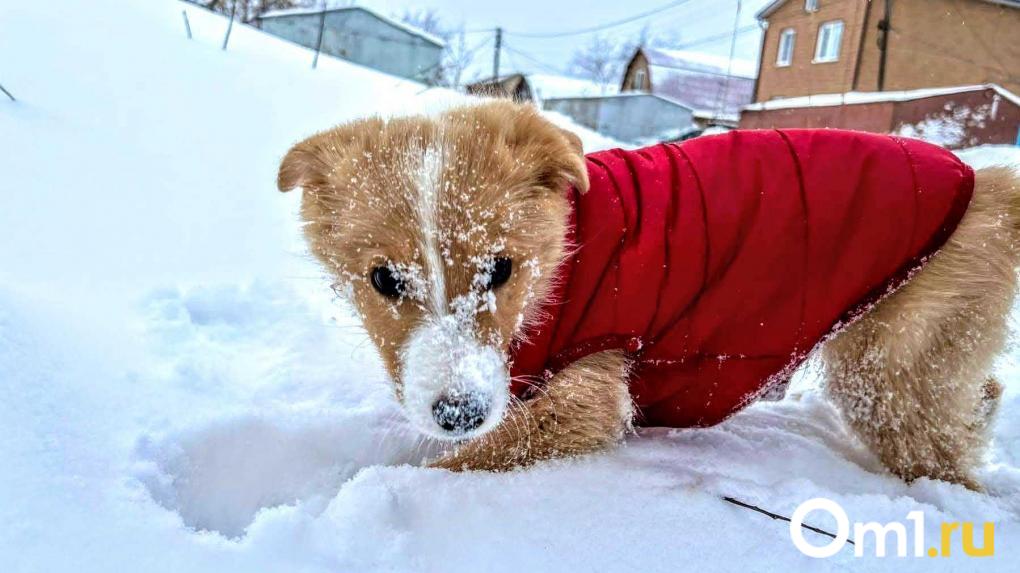 Синоптики назвали дату, когда Омск завалит снегом