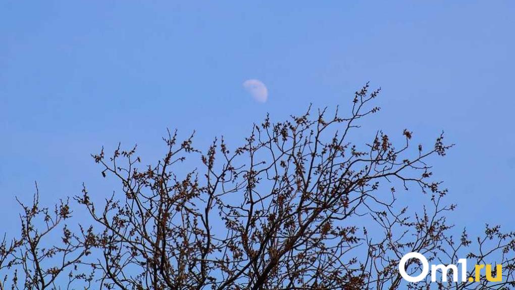 Под Омском вырубят более тысячи деревьев для строительства Северного обхода