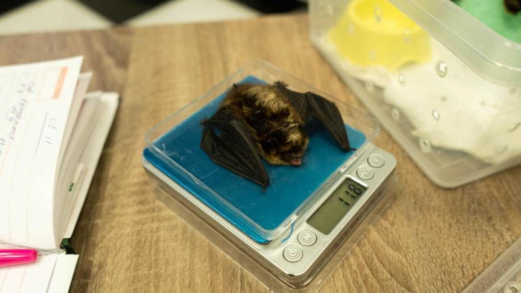 Зимовка летучих мышей в Новосибирске: как Фонд Шило заботится о спасённых животных