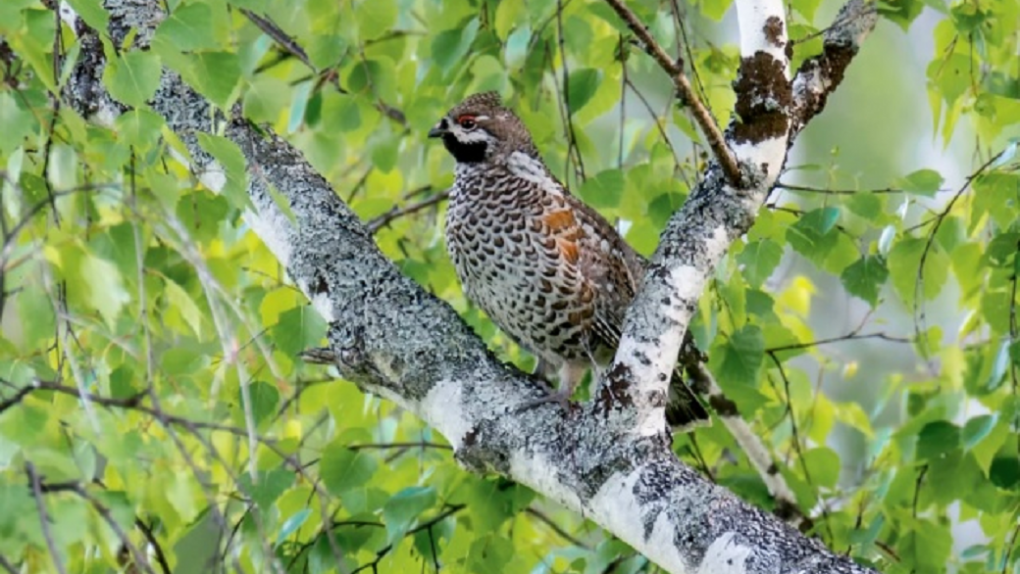 Омские рябчики игнорируют ягоды: почему зимой они едят почки деревьев?