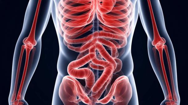 Нарколог Холдин: употребление алкоголя провоцирует развитие синдрома «дырявого кишечника»