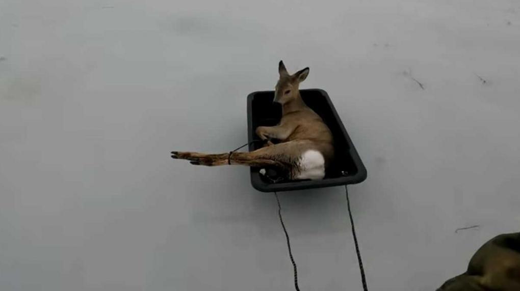 Вынес по одной: житель Карасука спас с озера десятки косуль