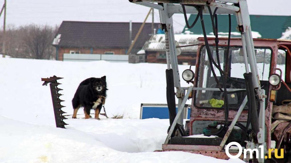 Стая бездомных собак захватила целый микрорайон в Омске