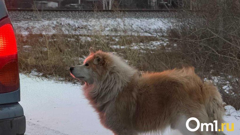 Бродячие собаки заблокировали омичам тротуар в центре города