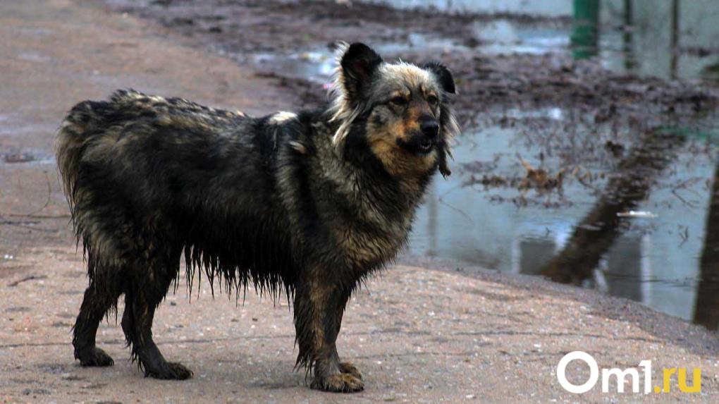 В Омске опубликовали пугающие данные о нападениях бродячих собак на людей
