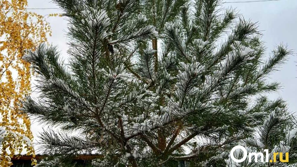 В Омске мужчина сломал ёлку на глазах у ребёнка: полиция ищет виновника