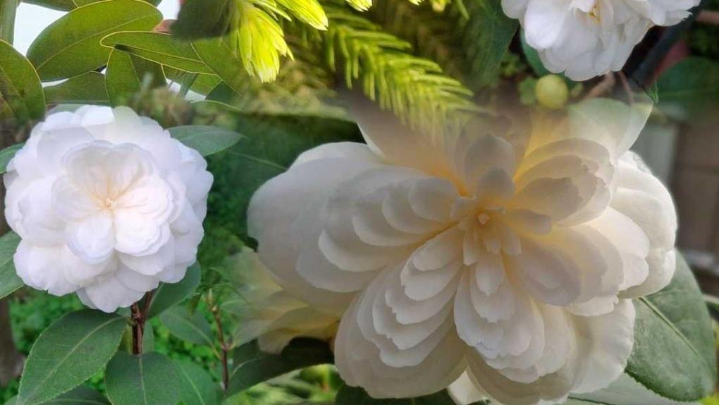 В начале зимы в Омске зацвели камелии