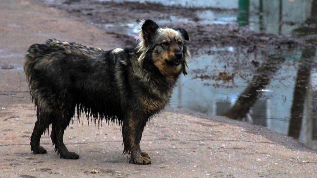 В Новосибирской области выявили очаг бешенства: посёлок закрыли на карантин