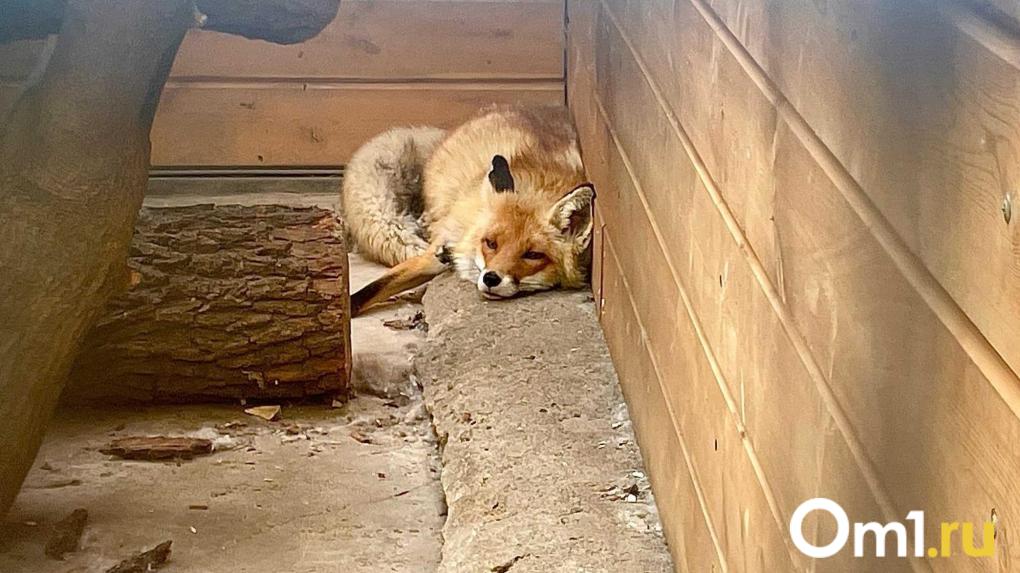 После нападения лисы на девушку в Калачинске выявлен новый очаг бешенства