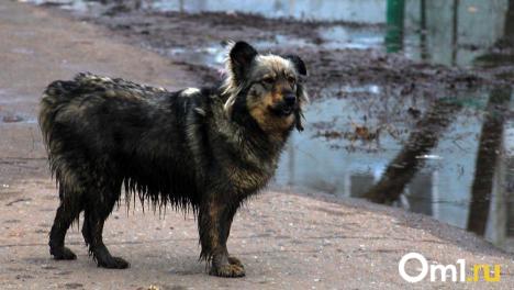 В Новосибирске назвали районы, которые лидируют по числу жалоб на бездомных собак
