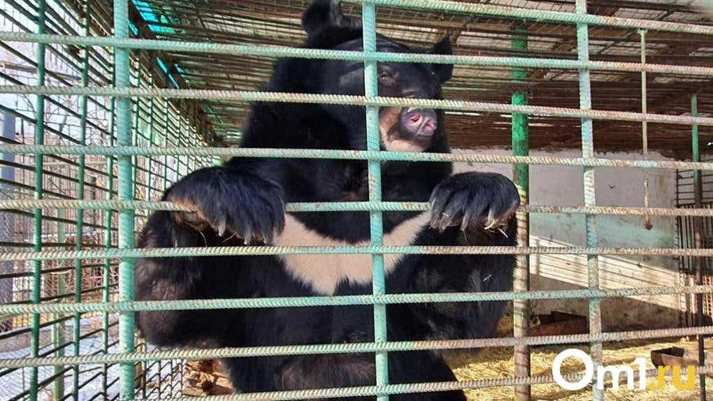 Медведица в омском зоопарке наконец заснула, убаюканная зимними морозами