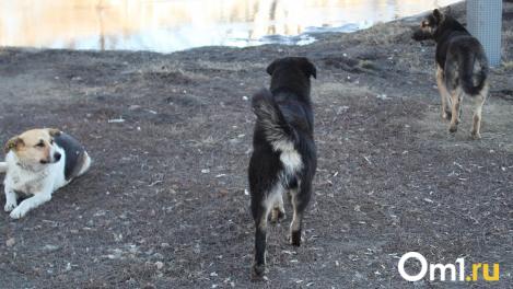 В Омске подросток получит 20 тысяч за укус бездомной собаки