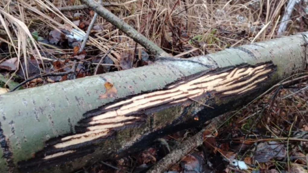 В омском лесу обнаружили мистические узоры на стволах деревьев: что это такое