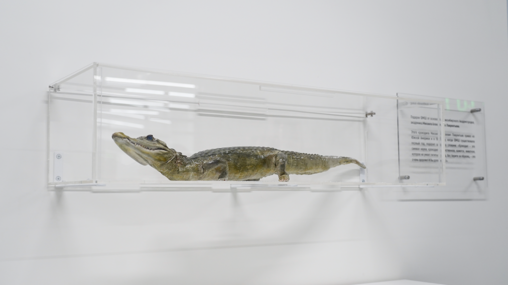 В новосибирском Академгородке «переселили» легендарного крокодила