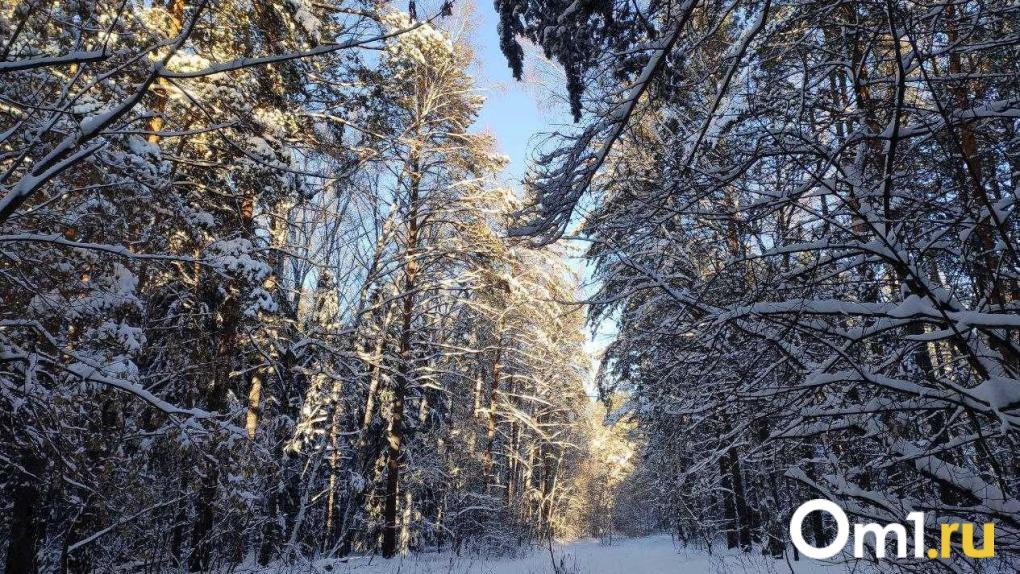 Новосибирцы устроили погоню за косулями на автомобиле, вызвав волну возмущения