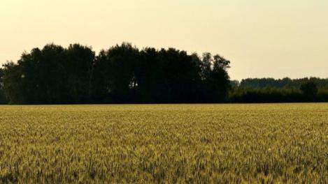 270 гектаров «мёртвой» земли в Новосибирской области снова станут плодородными