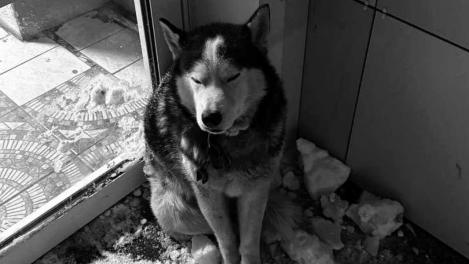 В Омске погибла собака, которую забросали снегом