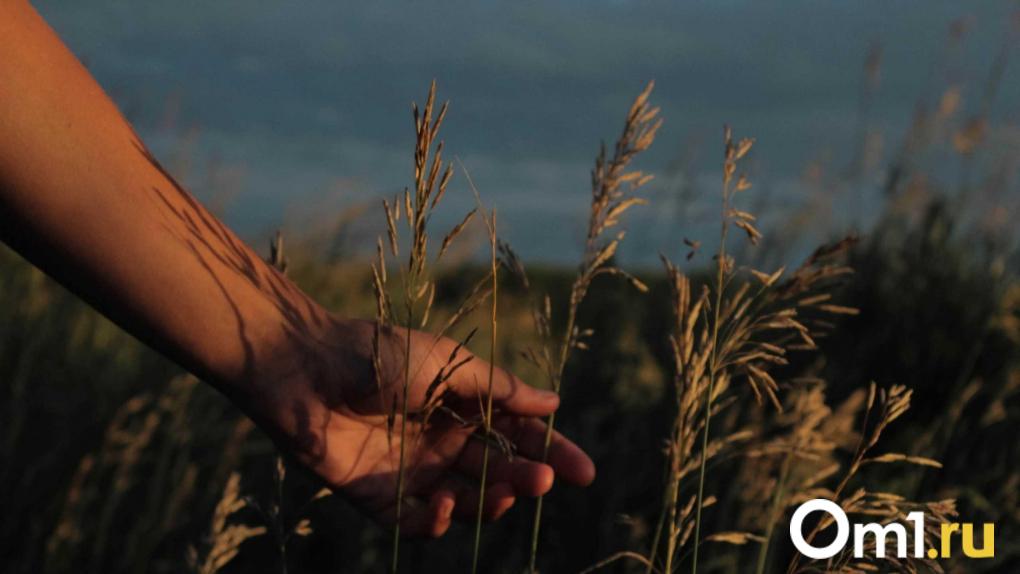 Больше сотни аграриев посадили в Омской области сомнительные семена