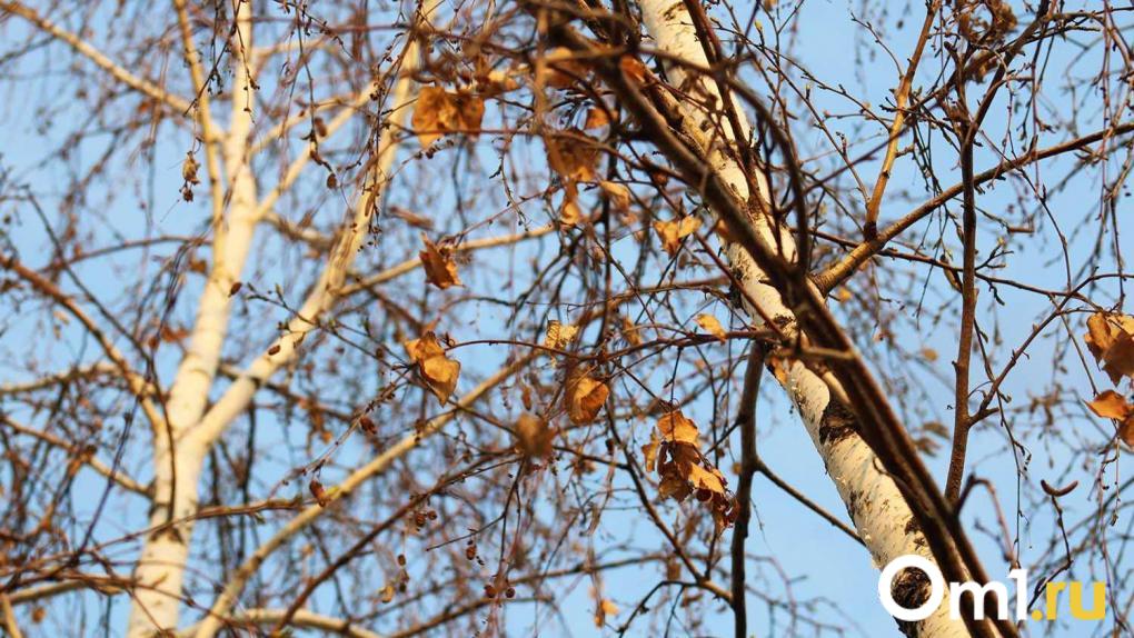 Прокуратура уличила омского «чёрного лесоруба» в фальшивом раскаянии