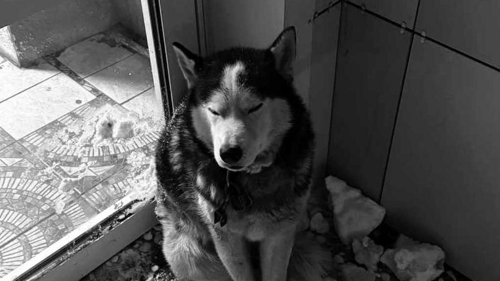 Омичам объяснили, зачем полицейские бросали снег в собаку