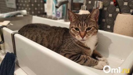 В Новосибирске приютский кот Сеня застрял под ванной и перепугал хозяйку