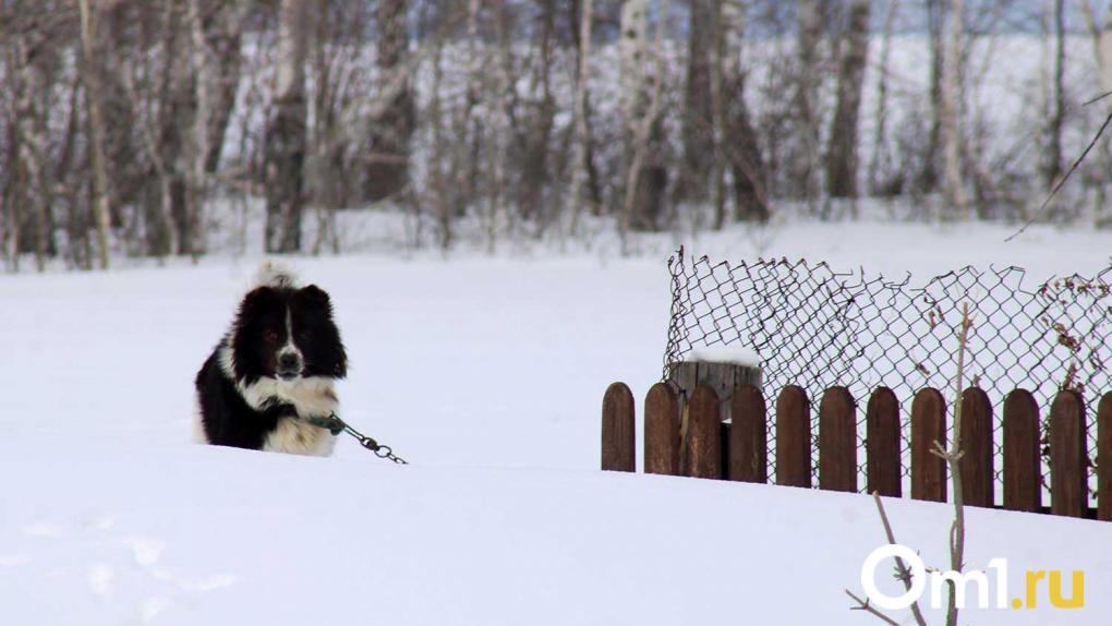 Сразу две точки. Под Омском ввели карантин по бешенству