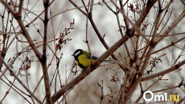 В Омске стартовал конкурс полутораметровых снегирей