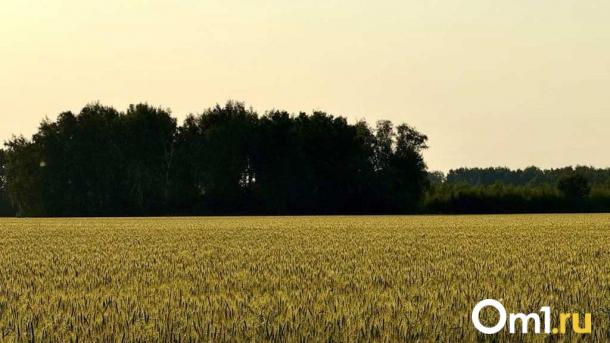 В Омской области планируют удвоить стоимость аренды сельхозземель